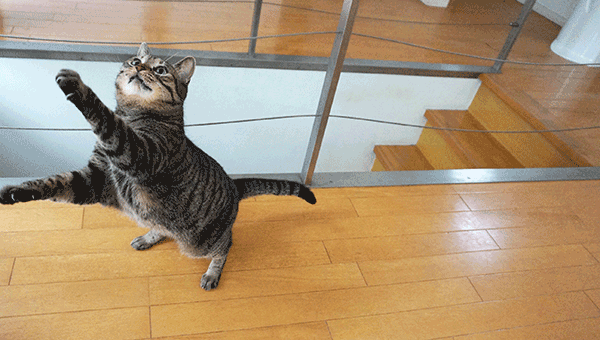 キャットシッターME